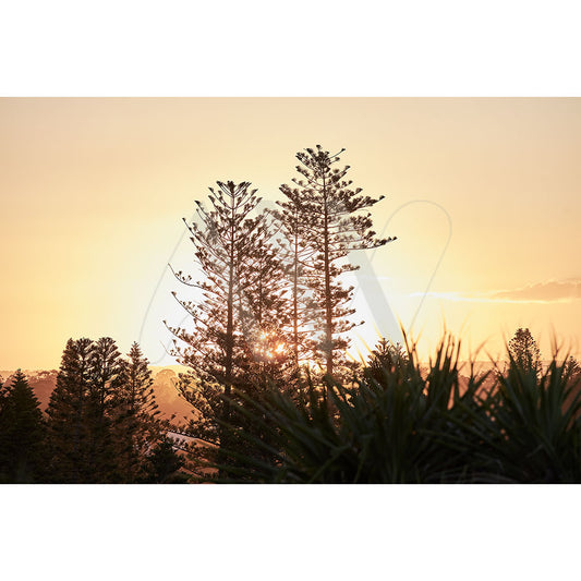 Caloundra Image 8484 by AWP Image Library captures tall trees silhouetted against a sunset with sunbeams through branches, featuring a gradient of warm orange and yellow tones for a serene, peaceful atmosphere.