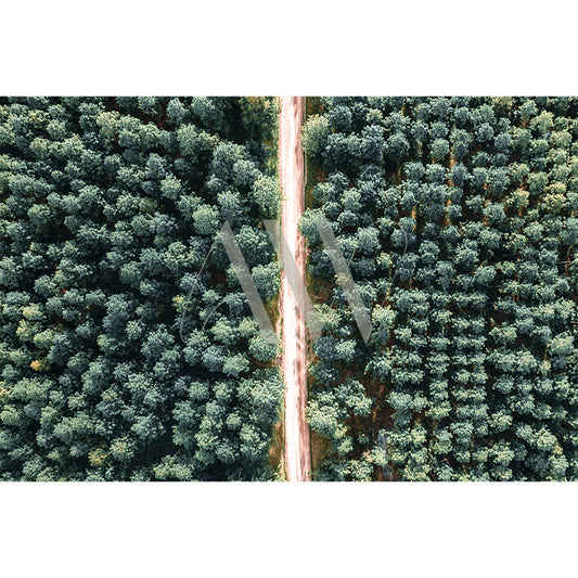 Aerial view of two forest sections divided by a path. On the left, evenly spaced young trees; on the right, mature trees with larger gaps.