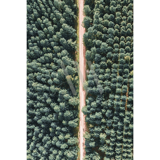 The Glass House Mountains Drone Image 0309 from AWP Image Library captures a straight dirt road cutting through dense pines, with evenly spaced trees creating symmetry. The roads contrast against the lush green foliage showcases the natural beauty of the landscape.