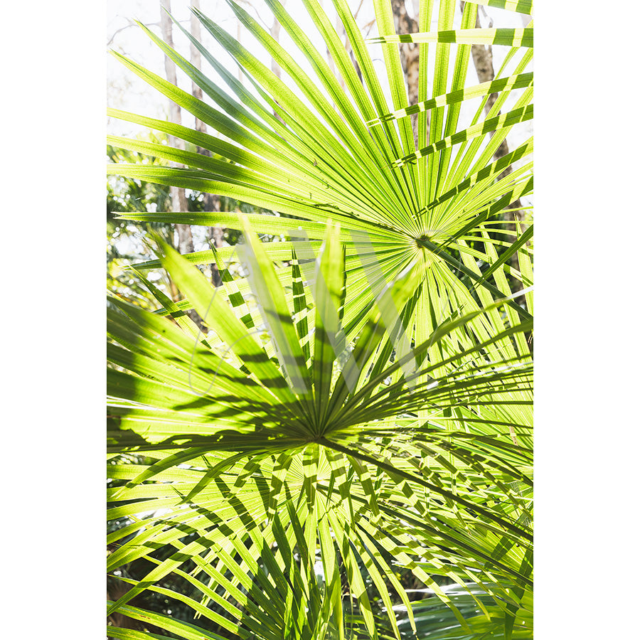 Close-up of vibrant green palm leaves with sunlight creating patterns of light and shadows. The bright leaves contrast against a softly blurred tree background in AWP Image Librarys Green Tree Palm Image 7707.