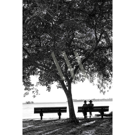 The AWP Image Librarys Gympie Tce BW Image 8024 features a black and white scene of a couple sitting on a bench under a large tree by the water, with an empty bench nearby, conveying tranquility and companionship.