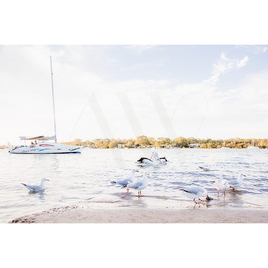 The Gympie Tce Image 3956 from AWP Image Library captures a tranquil scene of seagulls on a sandy shore with calm waters and a white sailboat, all under a clear blue sky.