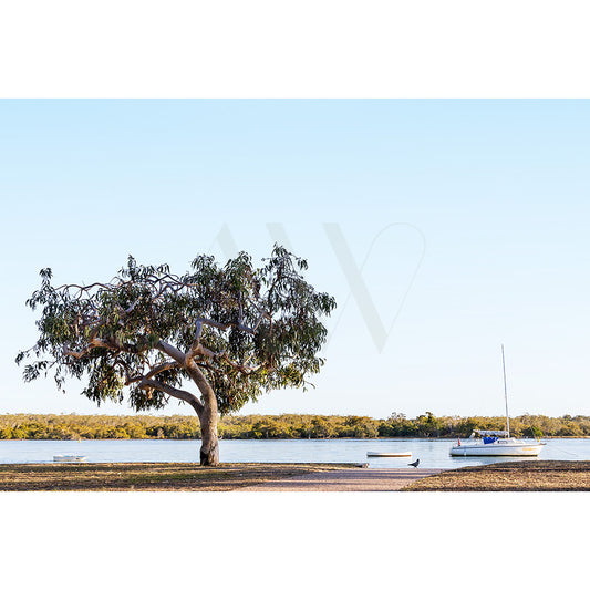 The Gympie Tce Image 7943 by AWP Image Library captures a tranquil scene featuring a large tree beside calm water, boats along the shore, and a clear sky meeting the horizon with a distant treeline.