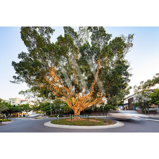 In Hastings Street Image 7629 by AWP Image Library, a large tree in a roundabout is adorned with warm white lights, framed by buildings and blurred car trails against a clear sky.