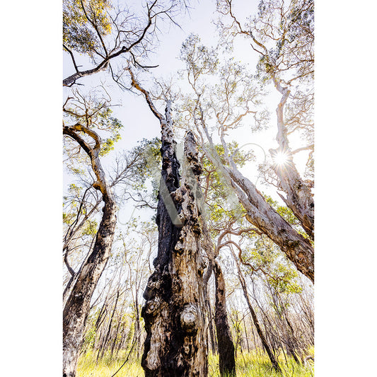 The Noosa Hinterland Bush Image 7509 from AWP Image Library captures a serene scene of tall, slender trees with sparse leaves, sunlight filtering through branches, and grass-covered ground.