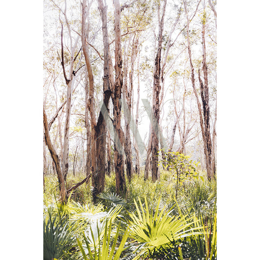 Noosa Hinterland Bush Image 7695 by AWP Image Library captures a sunlit forest with tall, slender trees and bright green undergrowth of ferns and shrubs. Soft light filtering through the branches creates a serene atmosphere.