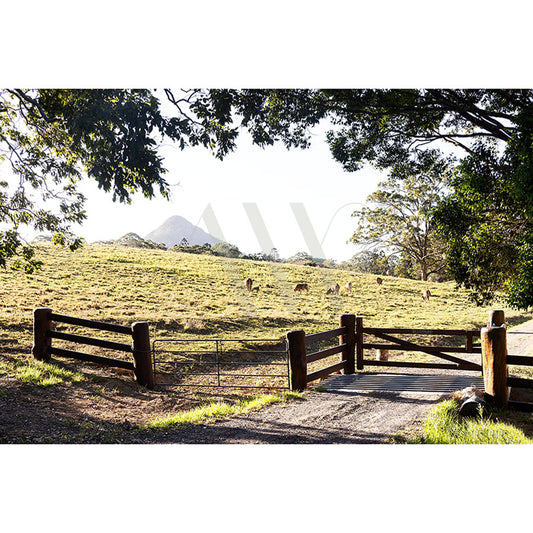 The Noosa Hinterland Image 228 from AWP Image Library captures a sunny countryside scene with a wooden fence gate in front. Cows dot the grassy field leading to a distant mountain under clear skies, framed by leafy trees.