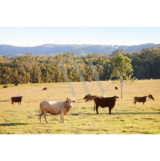 The Noosa Hinterland Image 8493 from AWP Image Library showcases cows grazing in a field with green grass, scattered trees, and hills covered in dense forest under a clear blue sky.