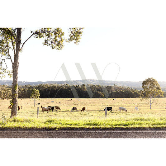 A scenic view of a grassy field with cows grazing under a bright sky is captured in Noosa Hinterland Image 8521 by AWP Image Library, featuring trees framing the image, rolling hills in the background, and a road along the foreground.