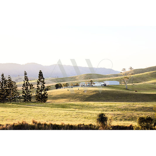 Noosa Hinterland Image 8535 from AWP Image Library captures a tranquil rural scene with rolling green hills, tall trees, and a distant farm under a clear sky. Cattle graze peacefully in the soft, filtered sunlight, embodying the essence of country living.