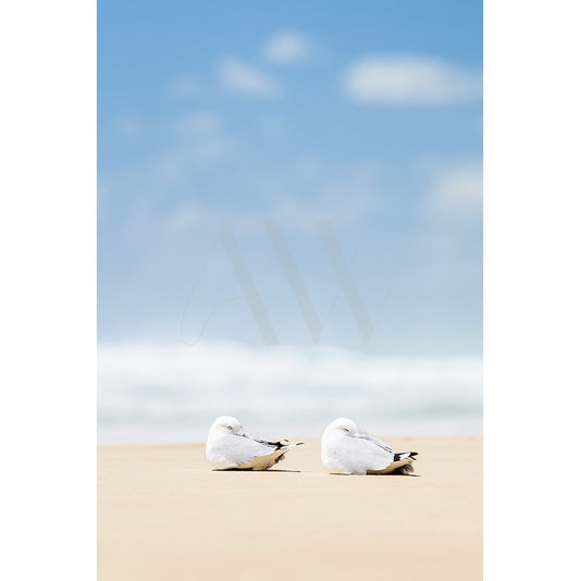 Two seagulls rest on a sandy beach under a clear blue sky, with ocean waves in the background, capturing a peaceful coastal vibe in the Sunshine Beach Birds 6933 by AWP Image Library.